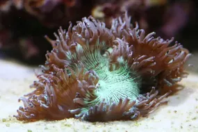 Elegance Comb Coral Sea (Cataphylia spp)